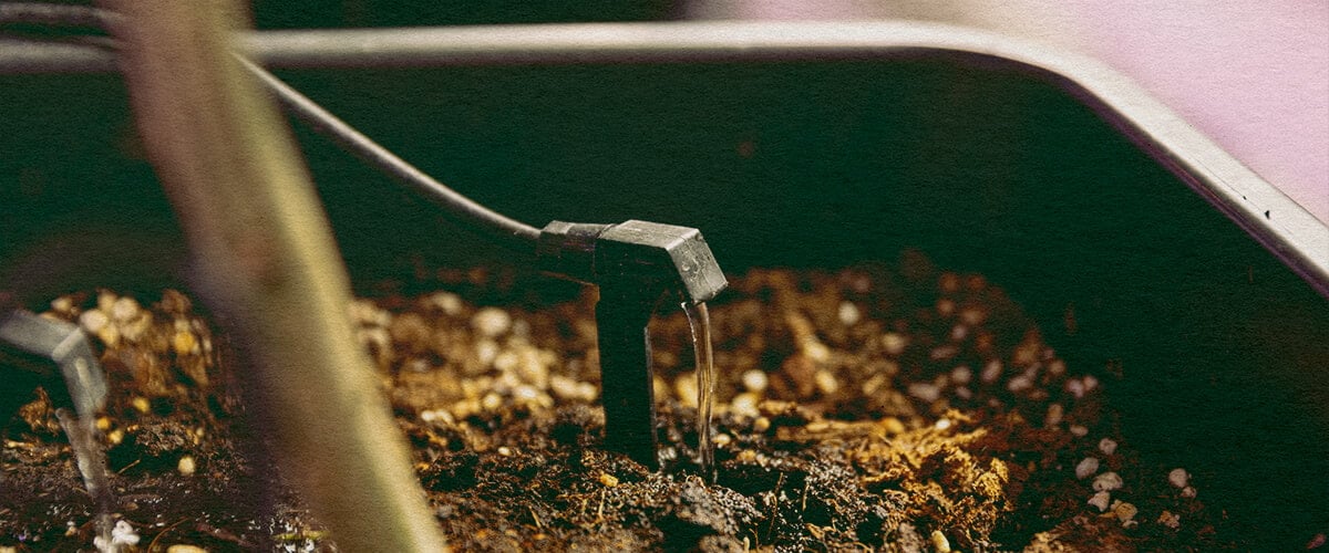Does Drip Irrigation Save Water: System Image Cannabis plant stem in a drip irrigation system, showcasing water-saving potential on a dark green background, ideal for cannabis irrigation efficiency guides.